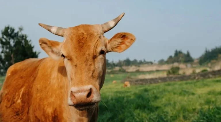 छत्तीसगढ़ में 40 नए गौधाम की स्थापना को मंजूरी