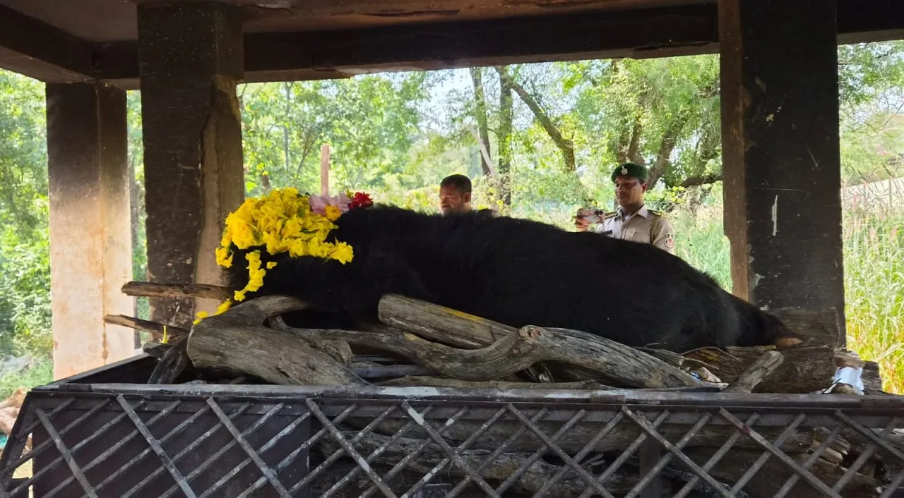 रायपुर : नंदनवन जू एवं जंगल सफारी में 25 वर्षीय मादा हिमालयन भालू ‘फफोरी’ की मौत